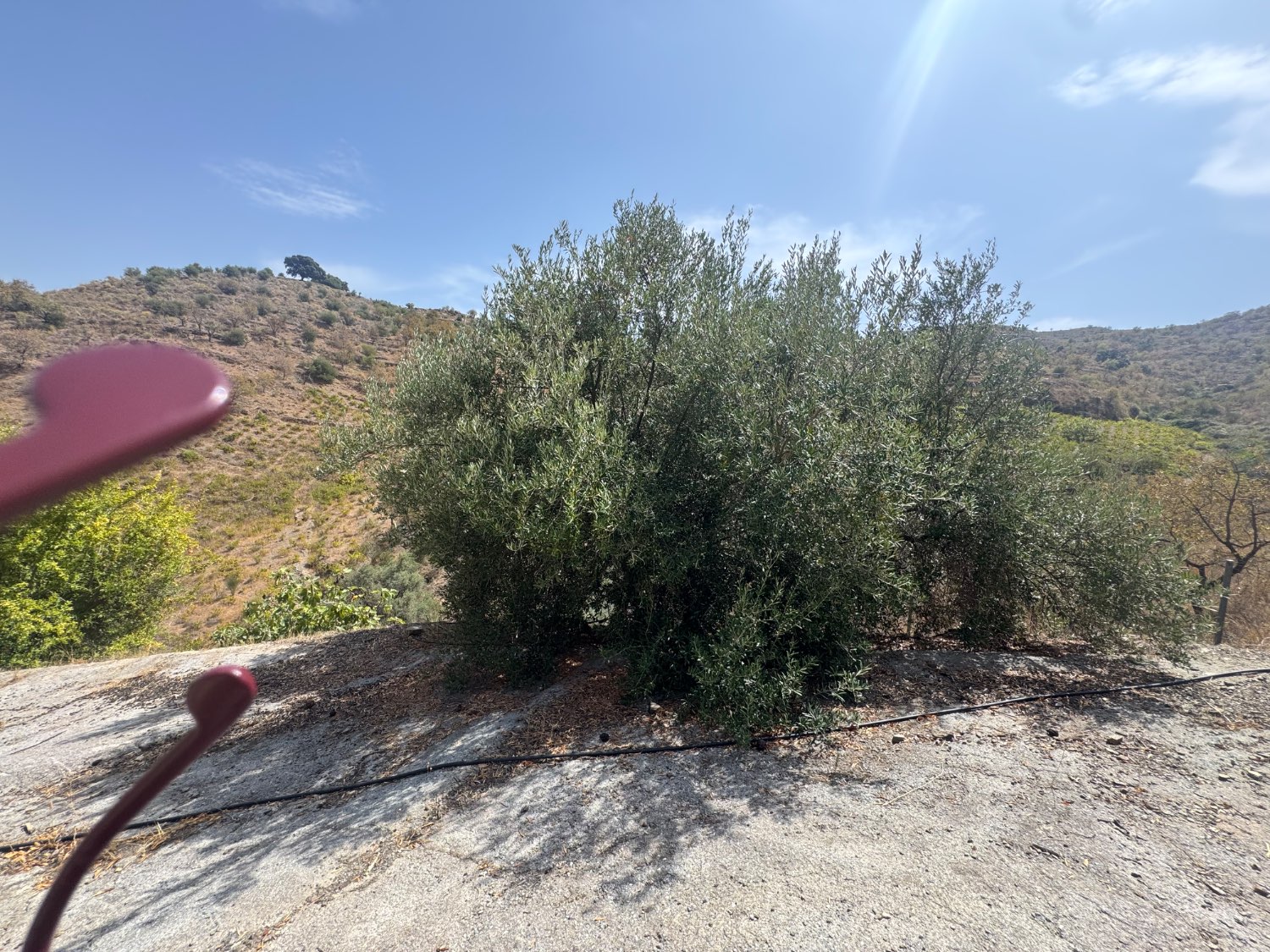 Finca en venta en Molvízar