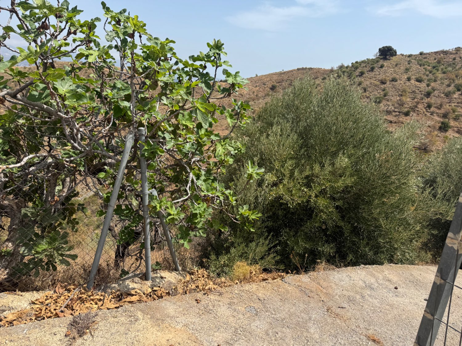 Finca en venta en Molvízar