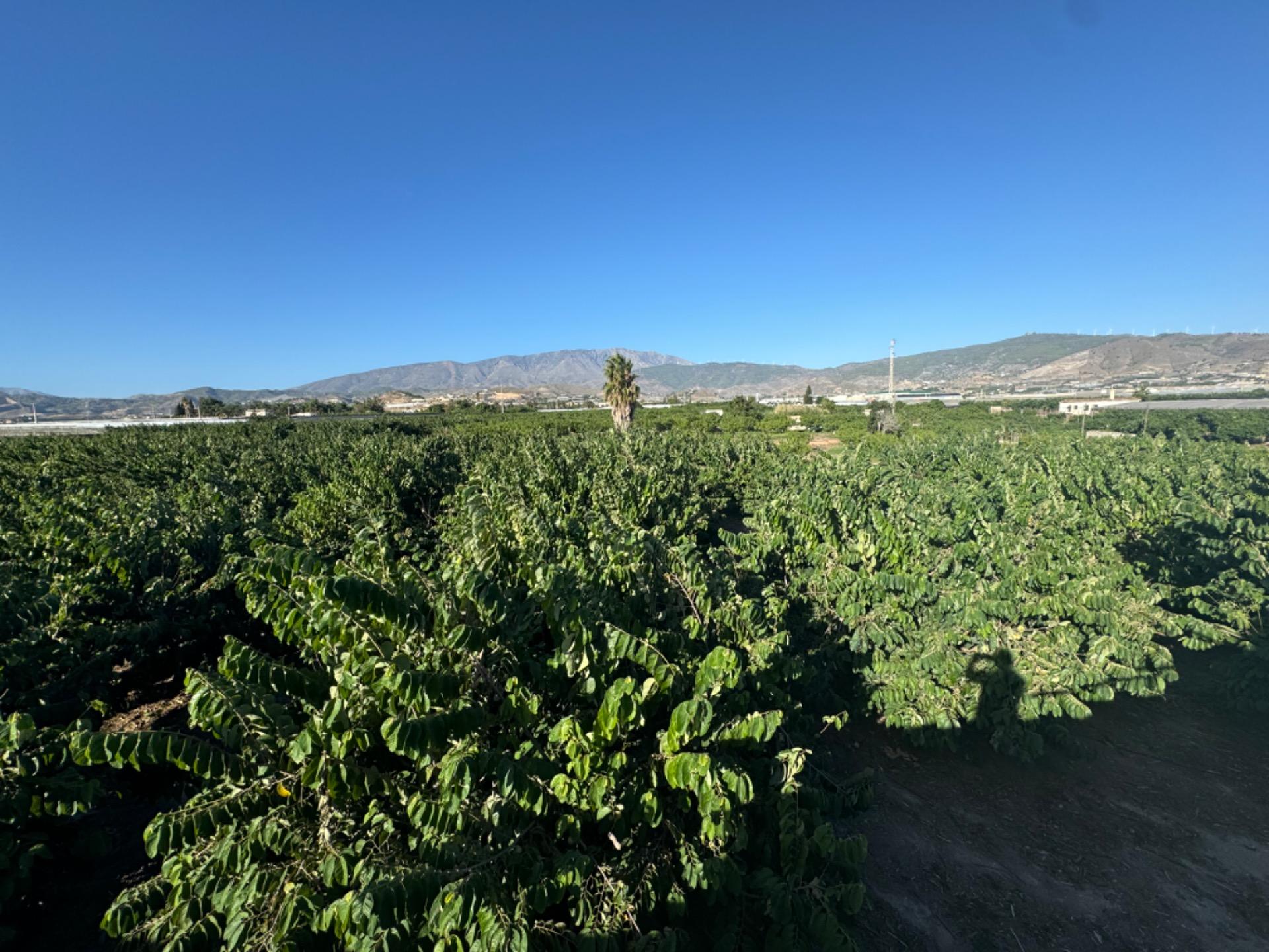 Finca en venta en Motril
