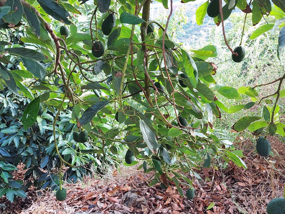 Se venda un cortijo con árboles frutales en Almuñécar